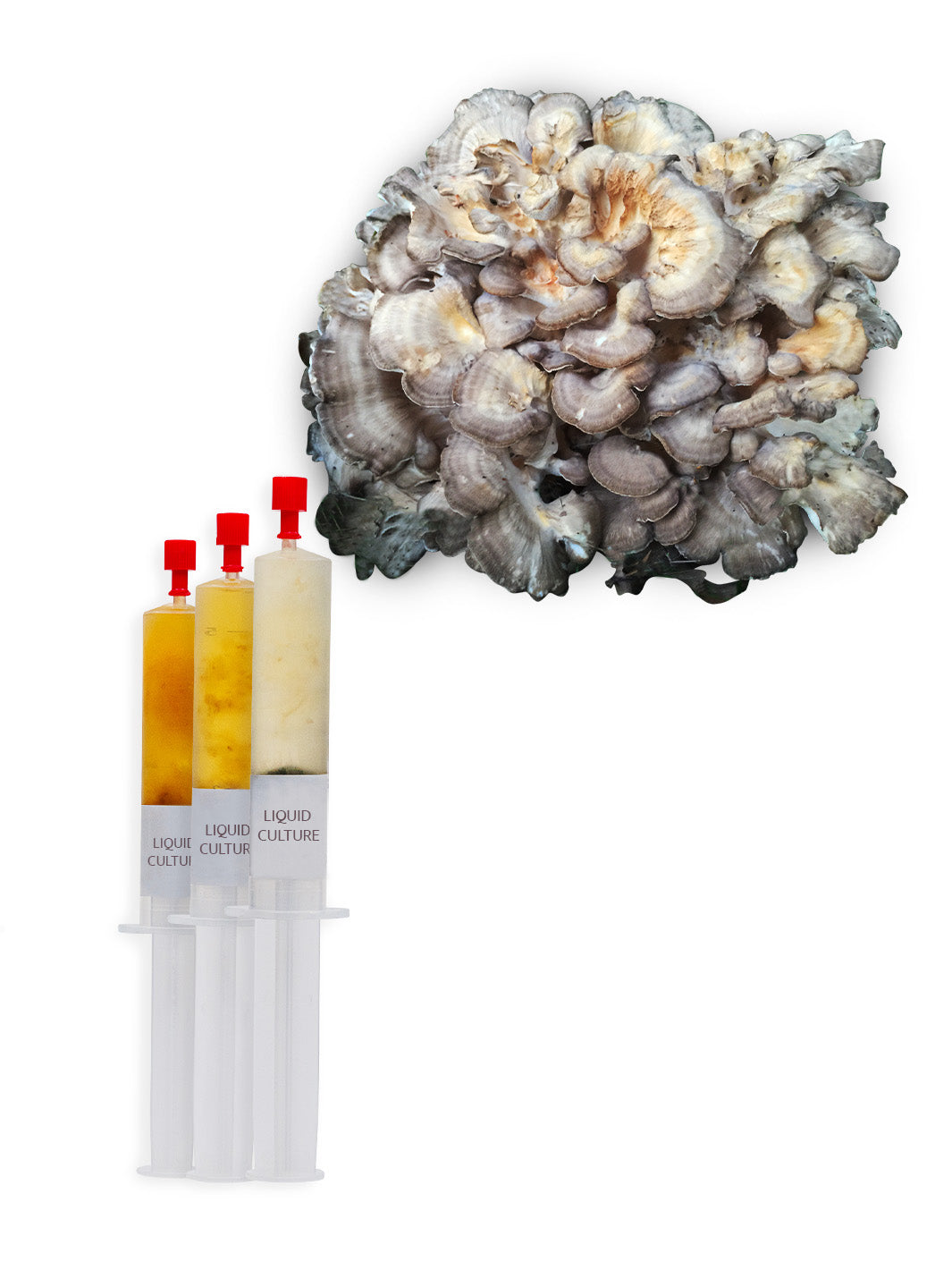 Korallticka (Grifola frondosa) - Flytande mycel Flytande Mycel (LC) Min butik   