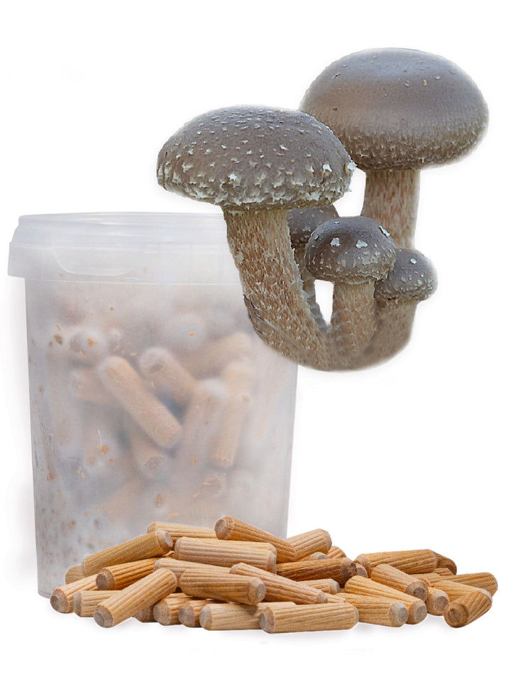 Shiitake - Mycelplugg (Lentinula edodes) Mycelplugg Min butik   