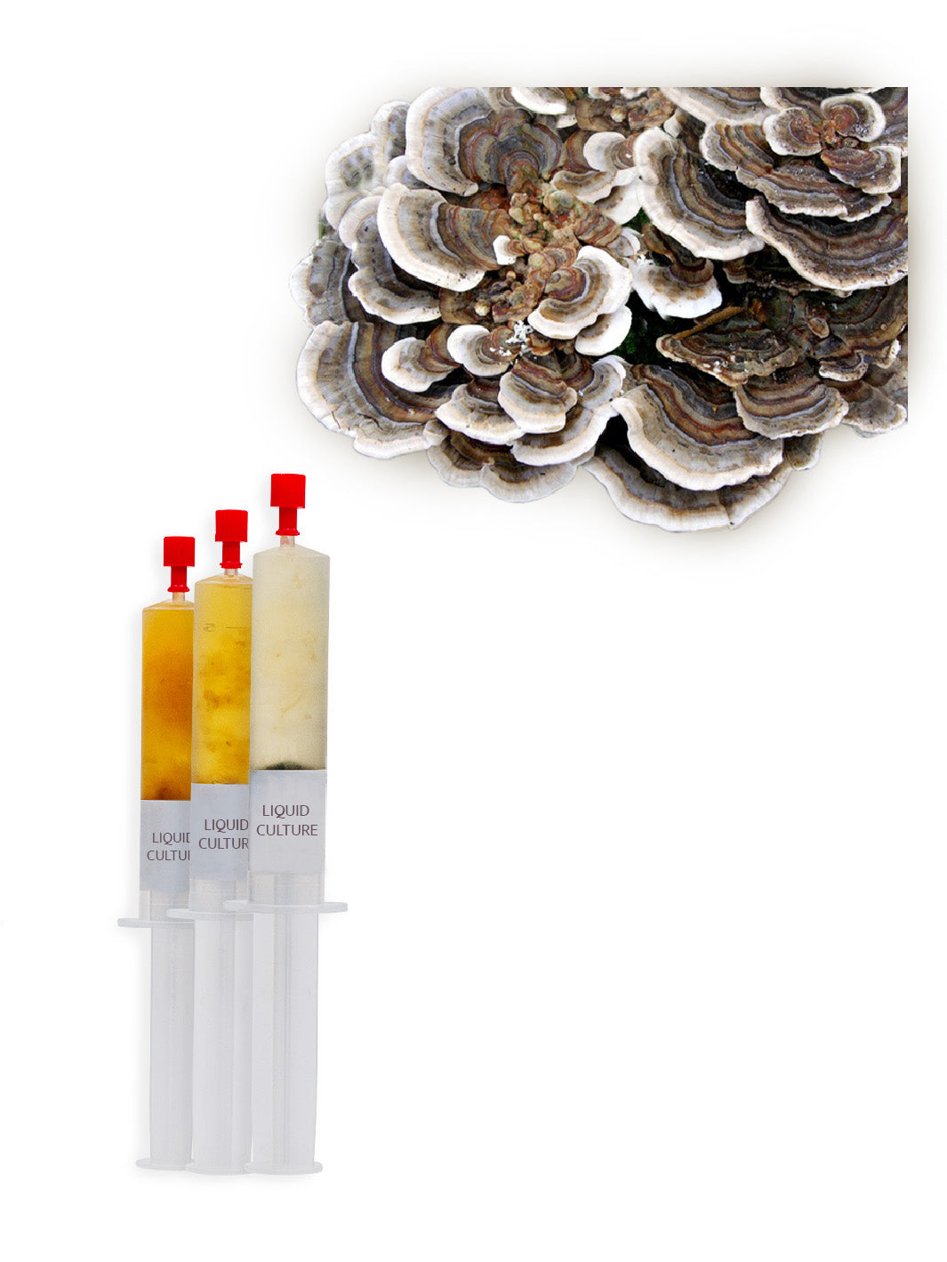 Sidenticka (Turkey tail) - Flytande Mycel (Trametes versicolor) Flytande Mycel (LC) Min butik   