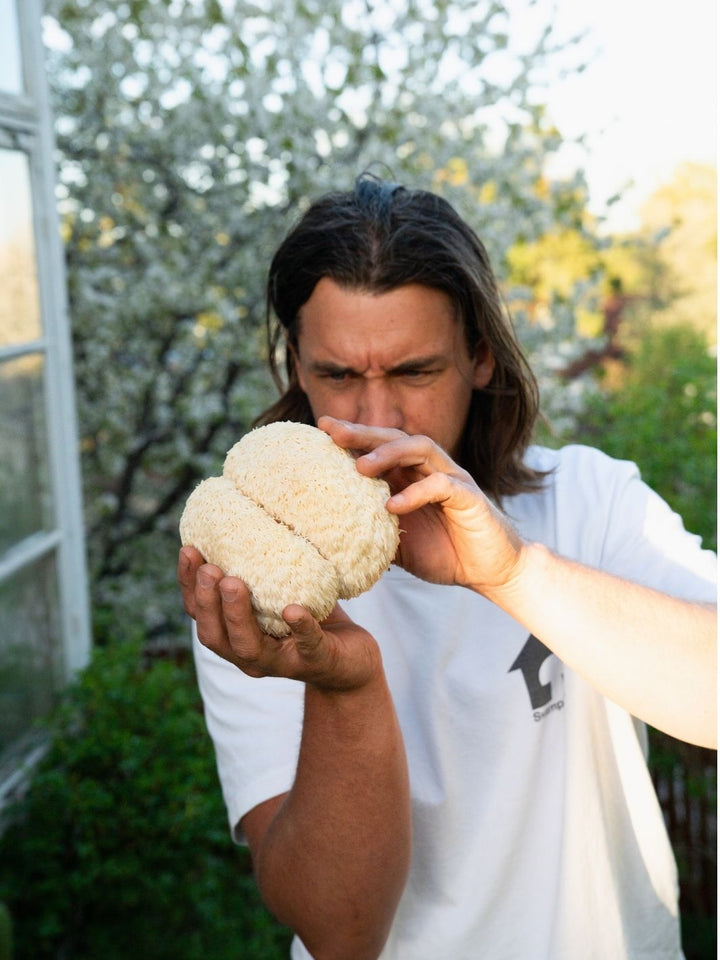 2-pack mycelpluggskit – Grå Ostronskivling & Lion's mane Svamphuset