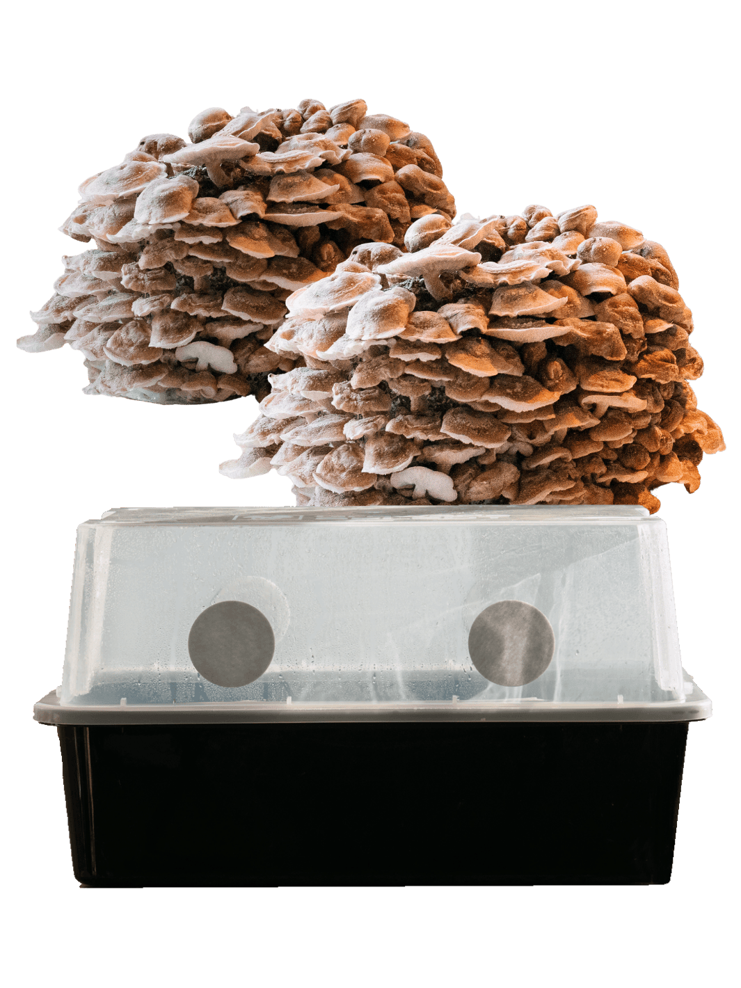 Monotub XL + 2 st Shiitake odlingsblock kit Monotub Svamphuset