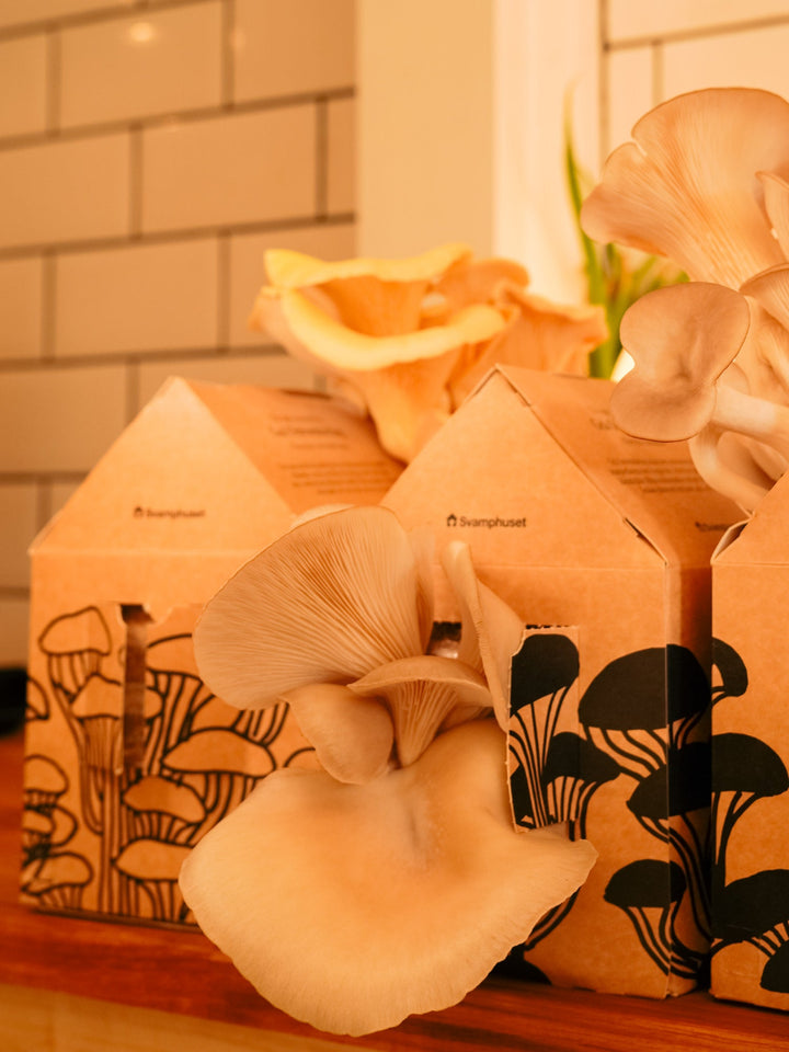 Svamphus-kit 25% mängdrabatt Svamphus-kit Svamphuset