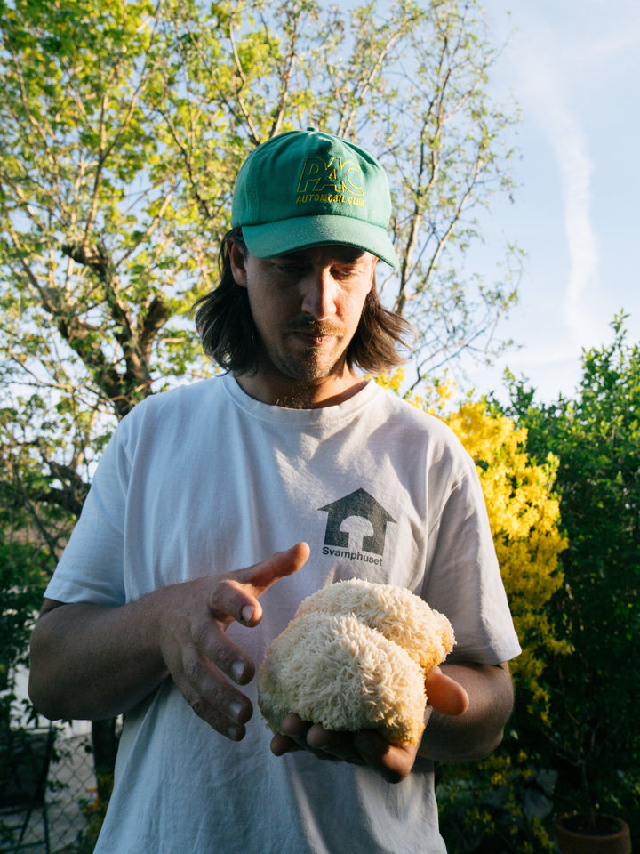 Emil skördar en lion s mane av prima kvalitet.