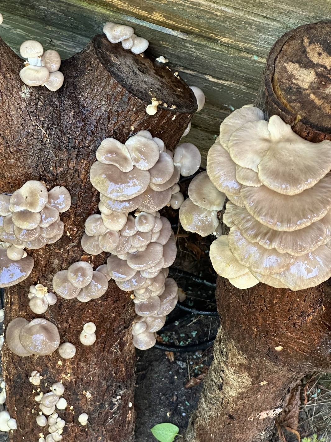 3-pack mycelpluggskit - 3 x Grå ostronskivling mycelplugg-kit Svamphuset