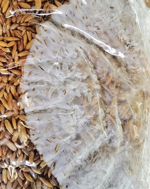 Igelkottstaggsvamp (Lions mane) - Grain Spawn 1 kg (Hericium erinaceus) Grain Spawn Min butik   