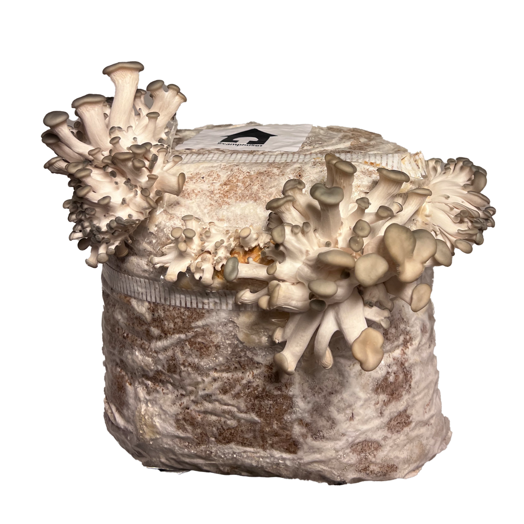 Grå Ostronskivling- Färdigt odlingsblock (Pleurotus ostreatus) Färdigt Odlingsblock Min butik