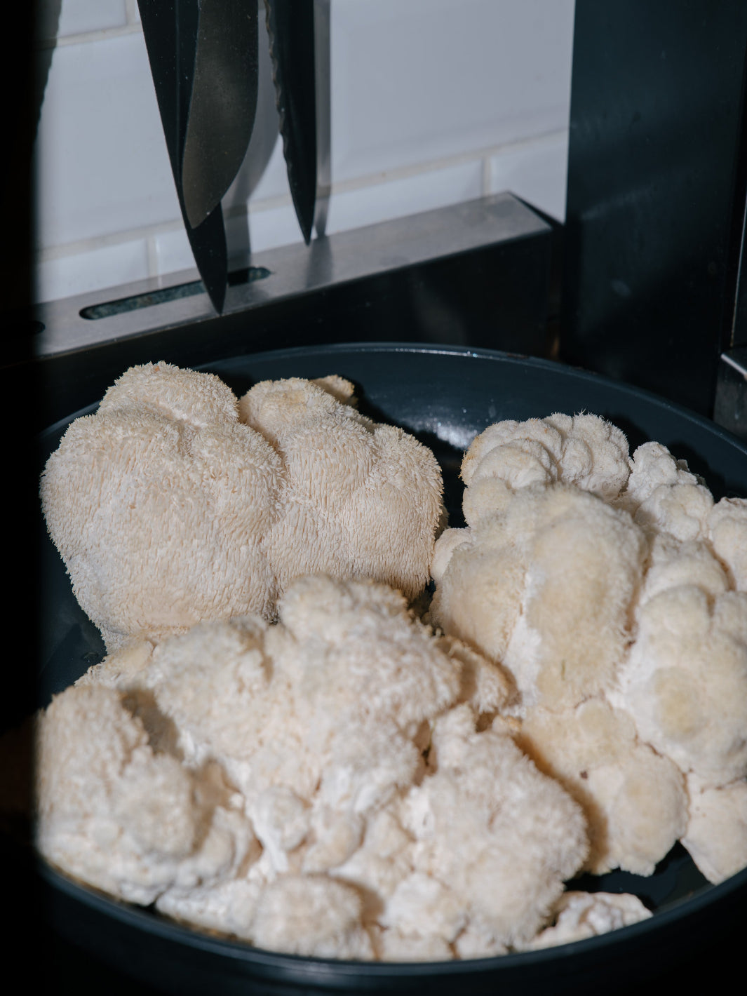att steka lions mane i stekpannan hårt och pressa den kan få den att likna en köttbit, här har vi tillagat lions mane istället för kött i en tacos