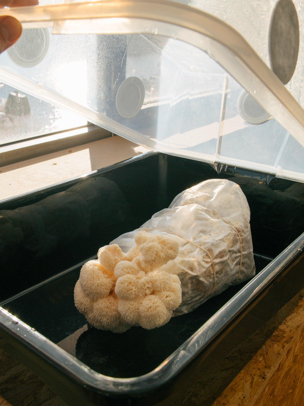 lions mane som växer ur ett odlingsblock i en monotub, det bästa du kan använda för att odla svamp inomhus är en monotub