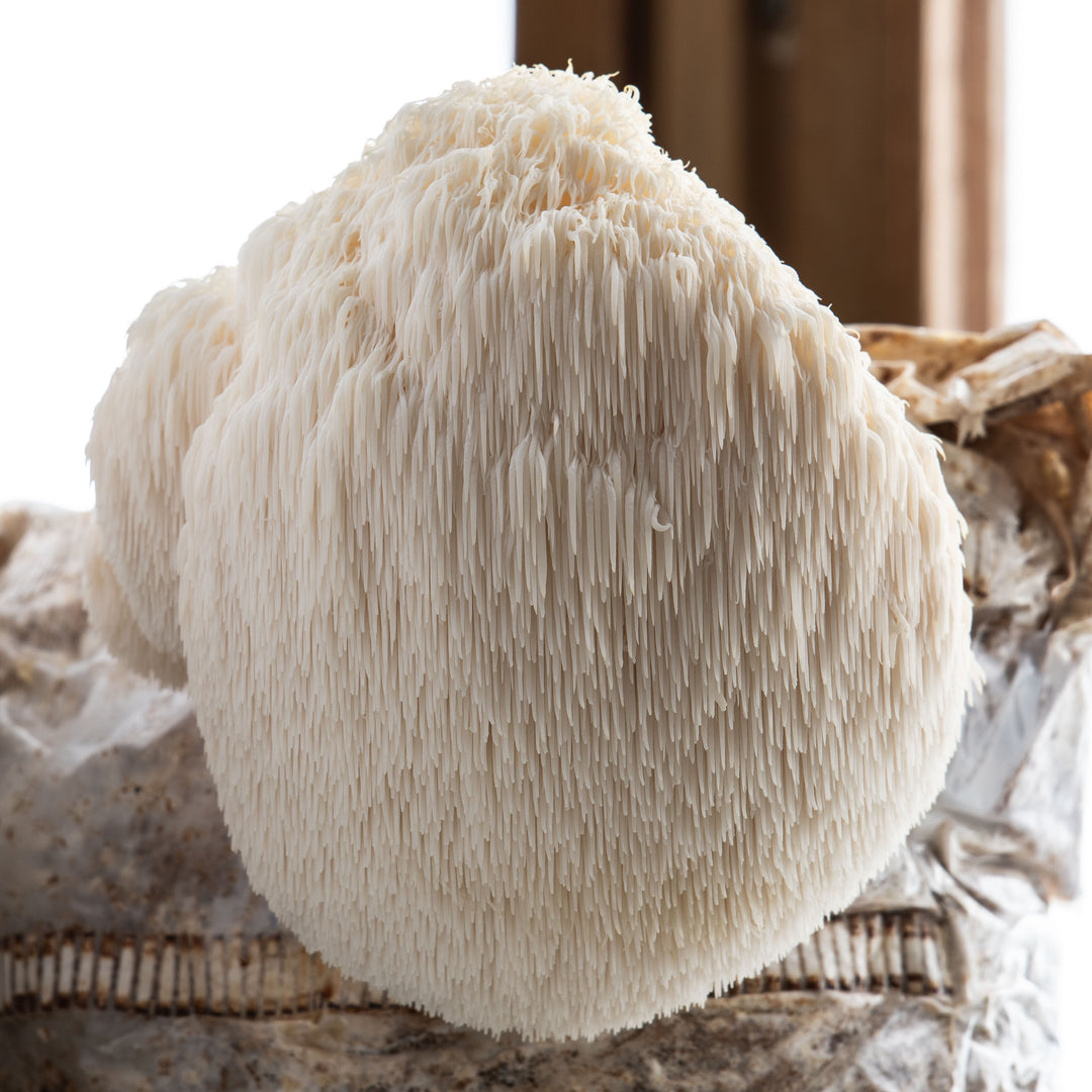 Igelkottstaggsvamp (Lions mane) - Flytande mycel (Hericium erinaceus) Flytande Mycel (LC) Min butik   