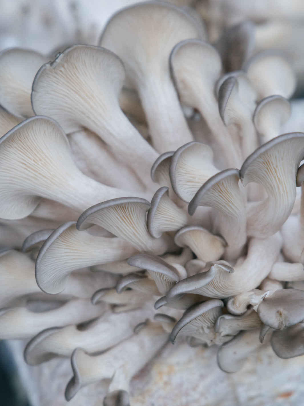 Ostronskivling - Snabbväxande mycel (Pleurotus ostreatus) Snabbväxande mycel Min butik