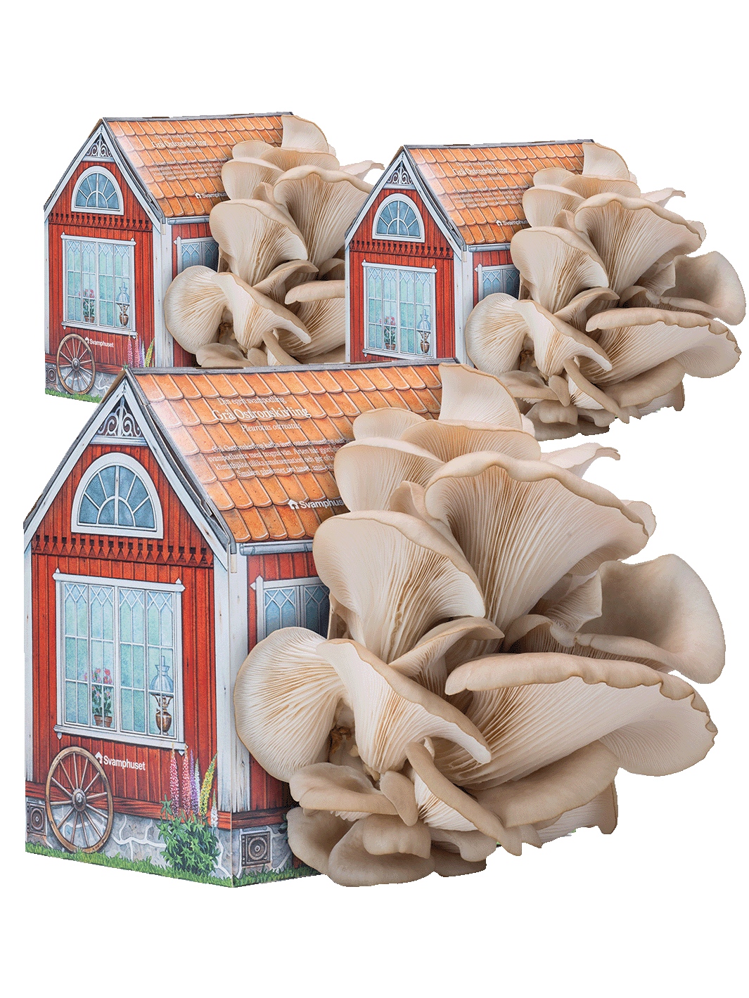 Svamphuset grå ostronskivling kit tre stycken