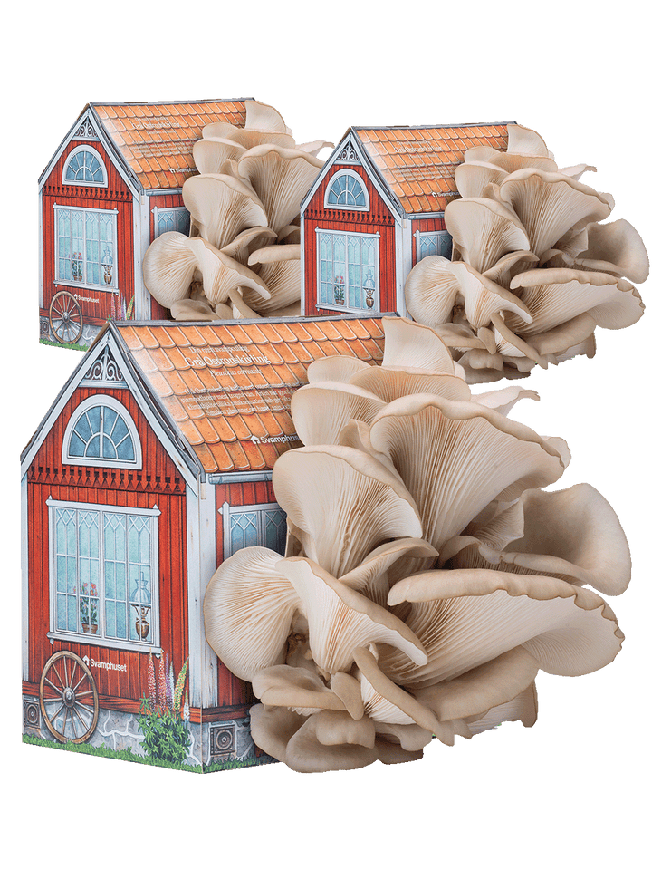 Svamphus-kit 3 x Grå ostronskivling 20% mängdrabatt Svamphus-kit Svamphuset