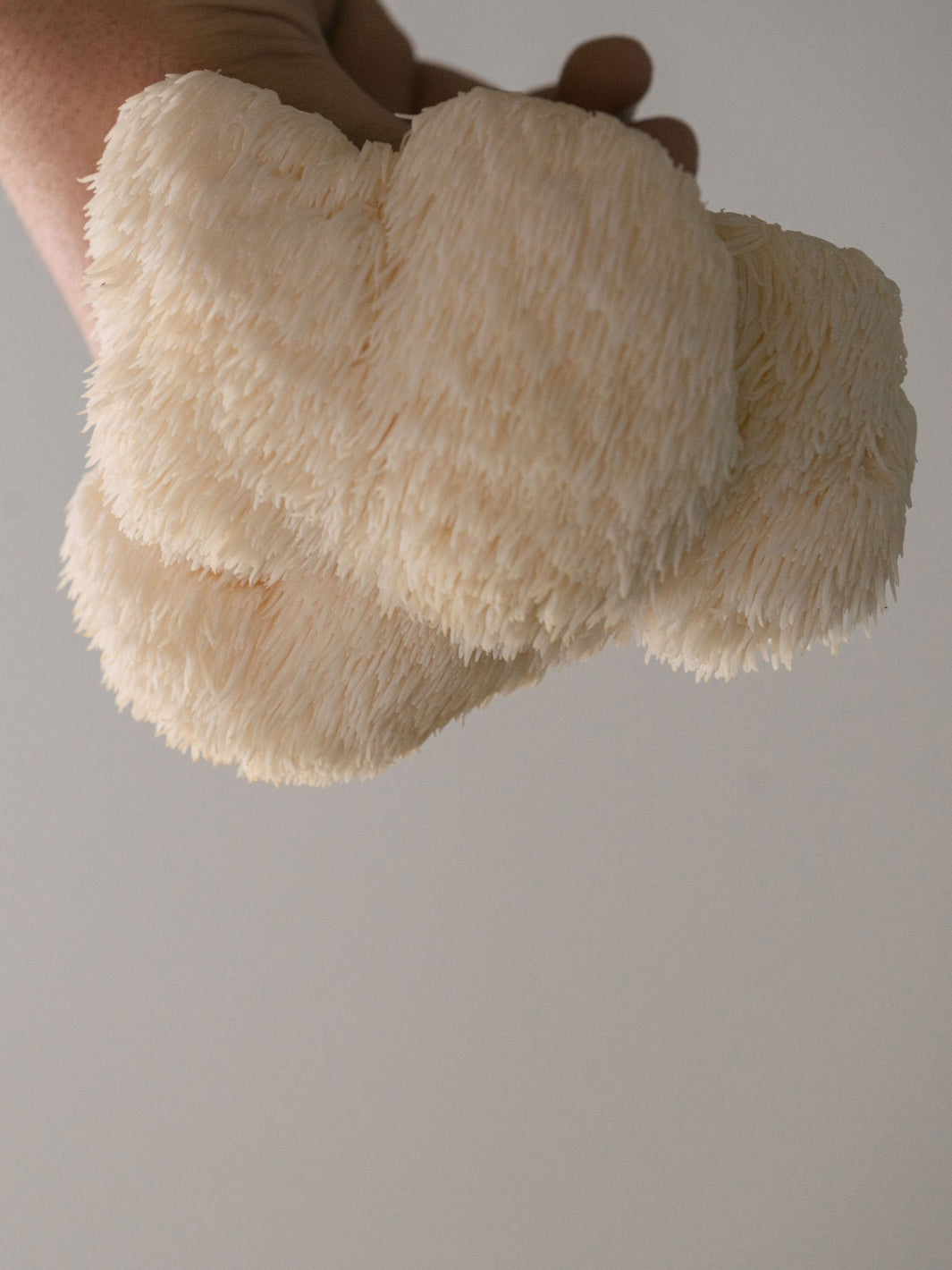 Skördad lion's mane i fint stadie. De långa trådarna kommer naturligt och från dom släpps sporer