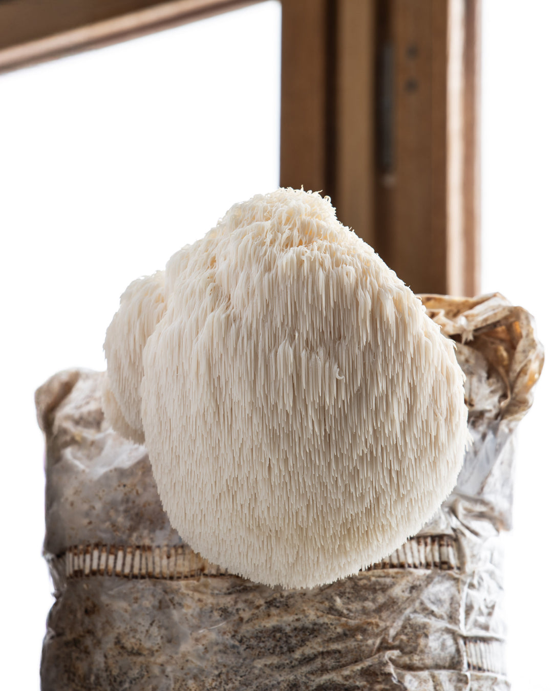 prima lions mane som växer på en odlingspåse. Odlas bäst i monotubs