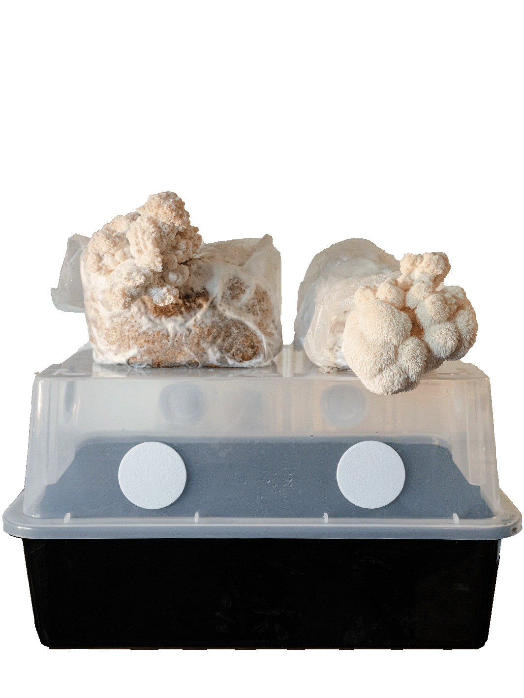 Svamphuset monotub med tva lions mane odlingsblock
