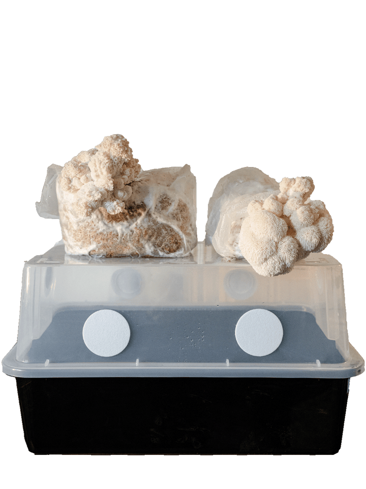 Svamphuset monotub med tva lions mane odlingsblock