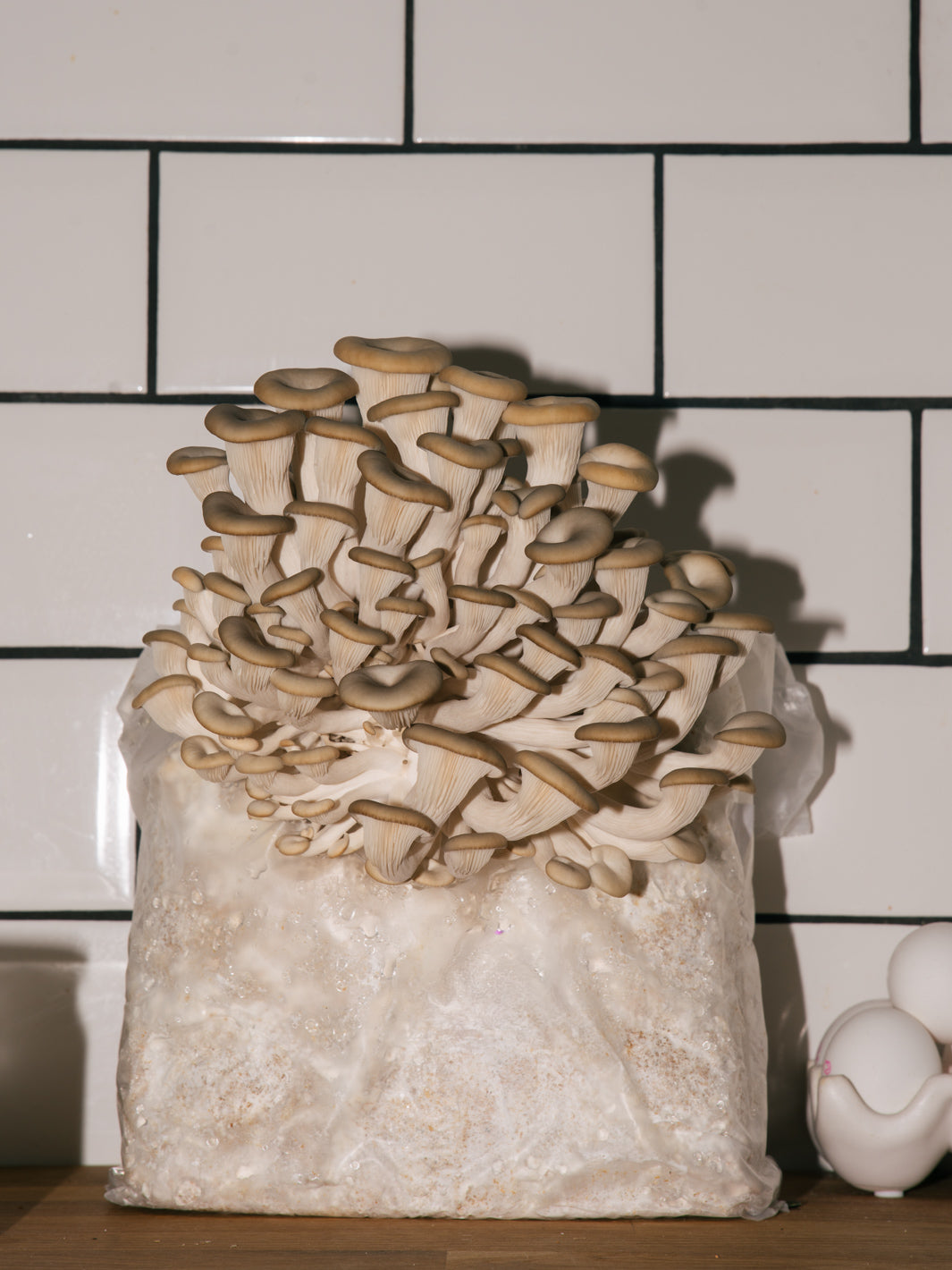 Inomhus-kit Grå ostronskivling + Monotub Drivhuset XL Färdiga kit inomhusodling Svamphuset