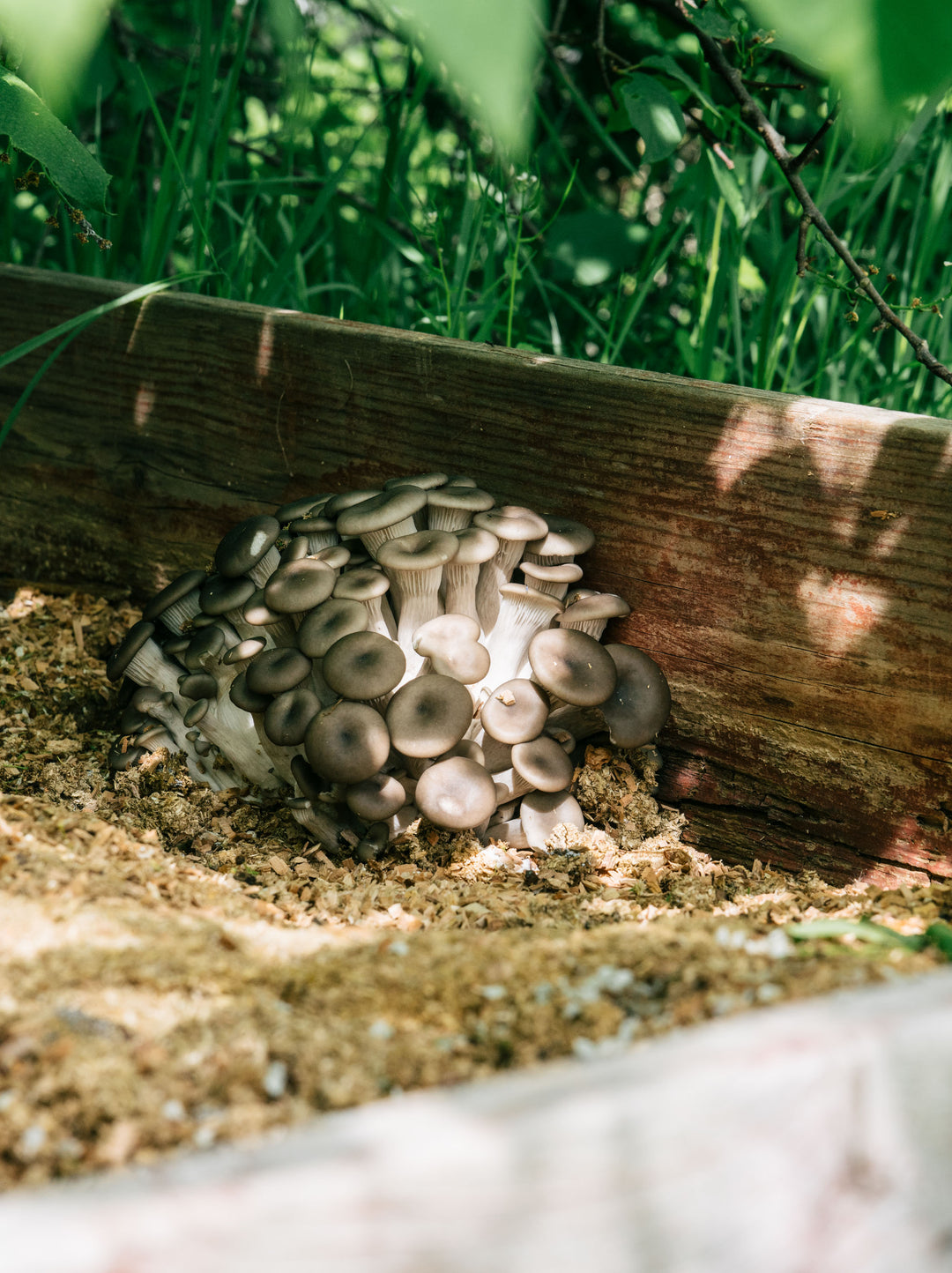 Ostronskivling - Snabbväxande mycel (Pleurotus ostreatus) Snabbväxande mycel Min butik