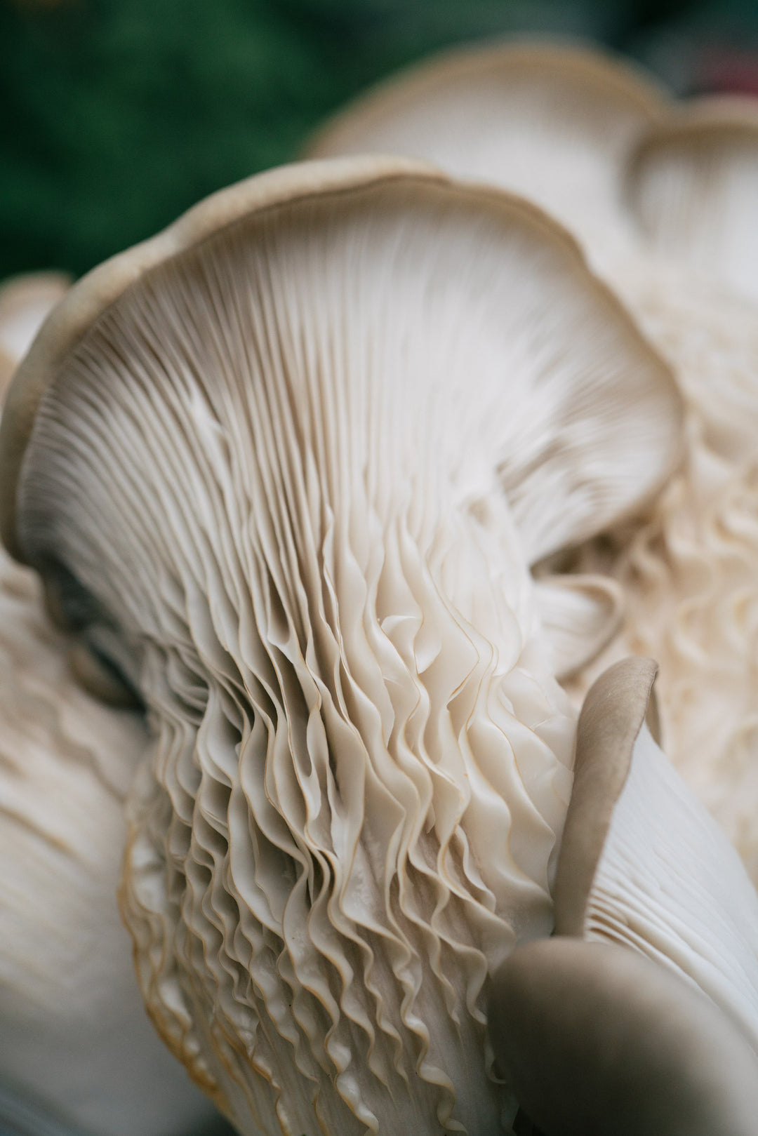 Ostronskivling - Snabbväxande mycel (Pleurotus ostreatus) Snabbväxande mycel Min butik