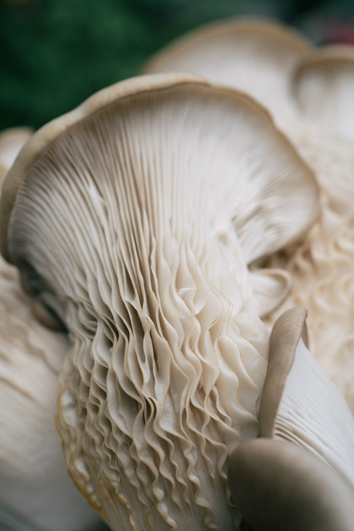 Ostronskivling - Snabbväxande mycel (Pleurotus ostreatus) Snabbväxande mycel Min butik