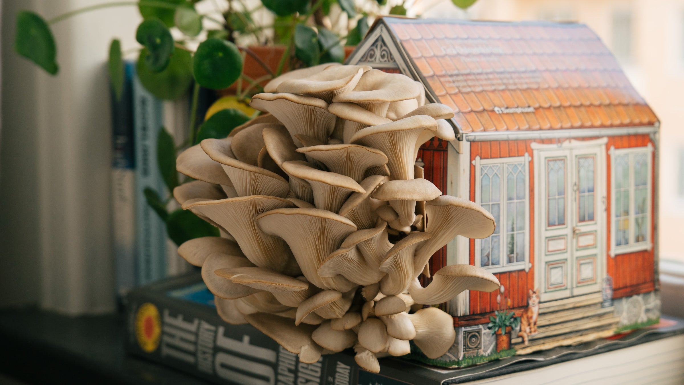 Ett svamphus av grå ostronskivling på fönsterbrädan i perfekt skördestadie