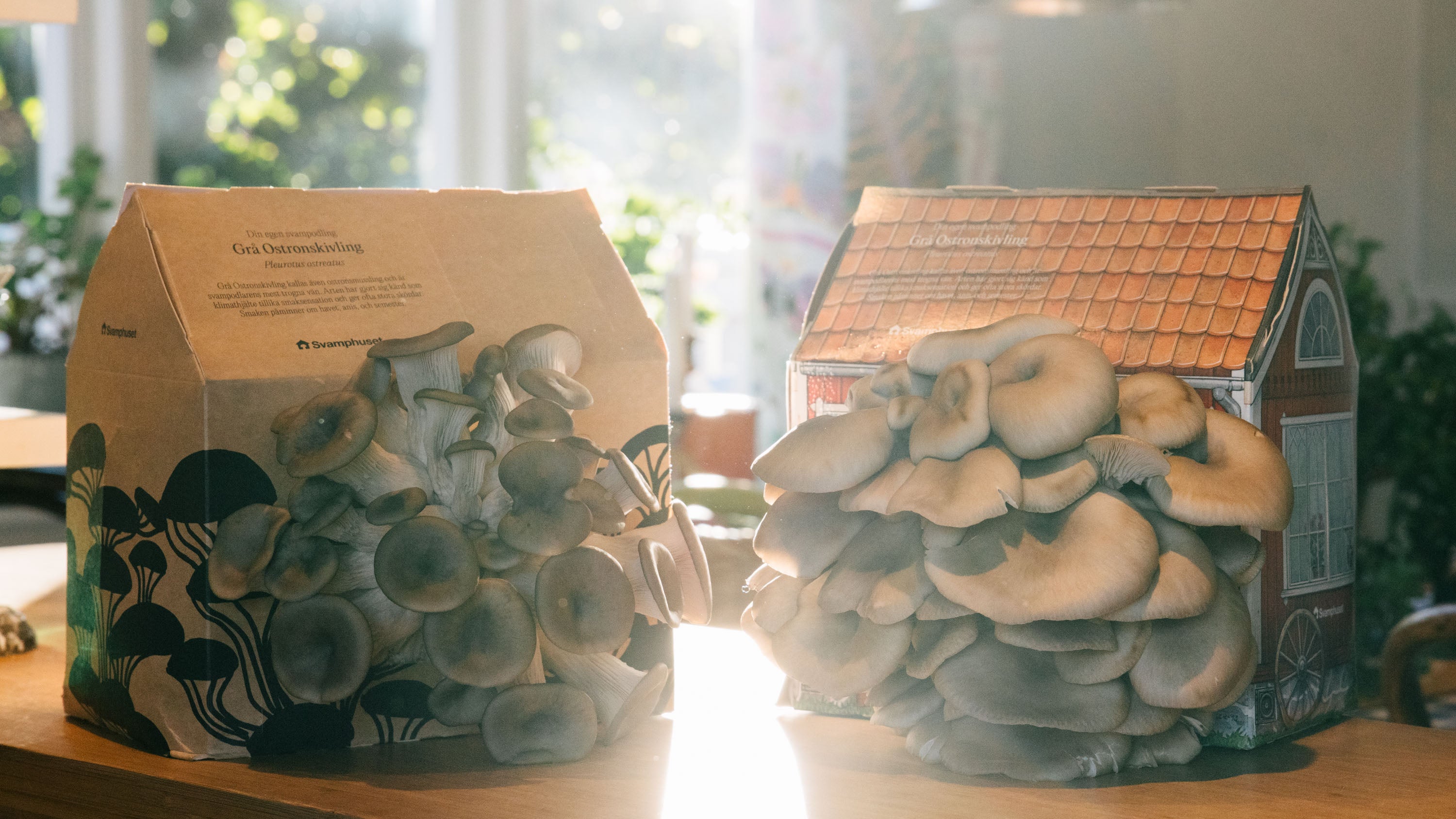 Två fina svamphus av grå ostronskivling, i vardera design, redo för skörd.