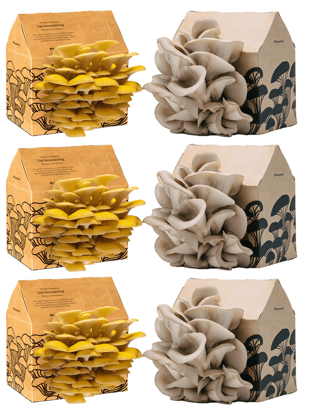 6 x Svamphus 30% Mängdrabatt Svamphus-kit Svamphuset Svamphus orginal