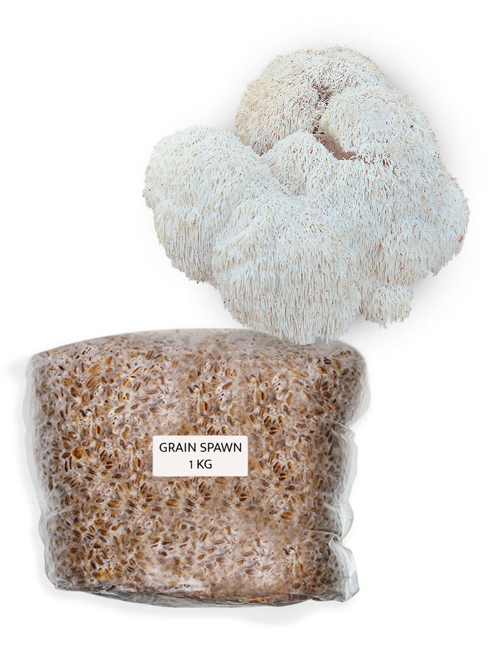 Igelkottstaggsvamp (Lions mane) - Grain Spawn 1 kg (Hericium erinaceus) Grain Spawn Min butik   