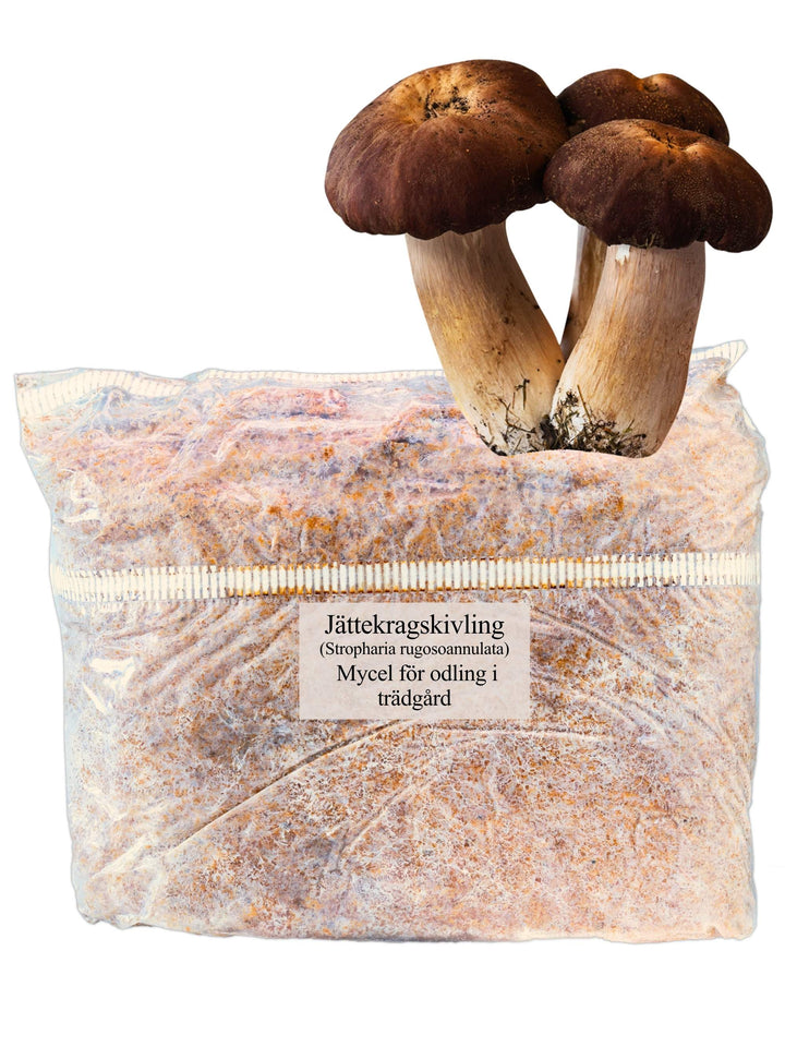 Jättekragskivling (Stropharia rugoso-annulata) - Spawn 5 liter Grain Spawn Min butik