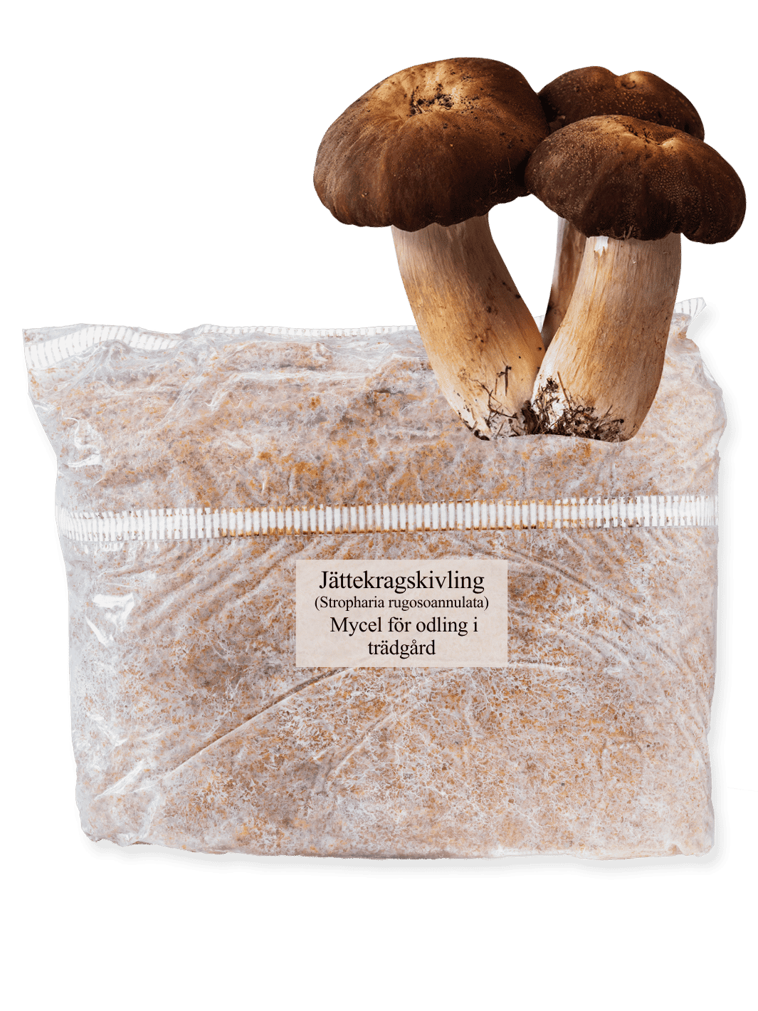 Jättekragskivling (Stropharia rugoso-annulata) - Spawn 5 liter Grain Spawn Min butik