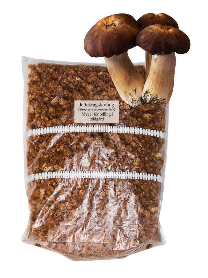 Jättekragskivling (Stropharia rugoso-annulata) - Spawn 1 kg Grain Spawn Min butik
