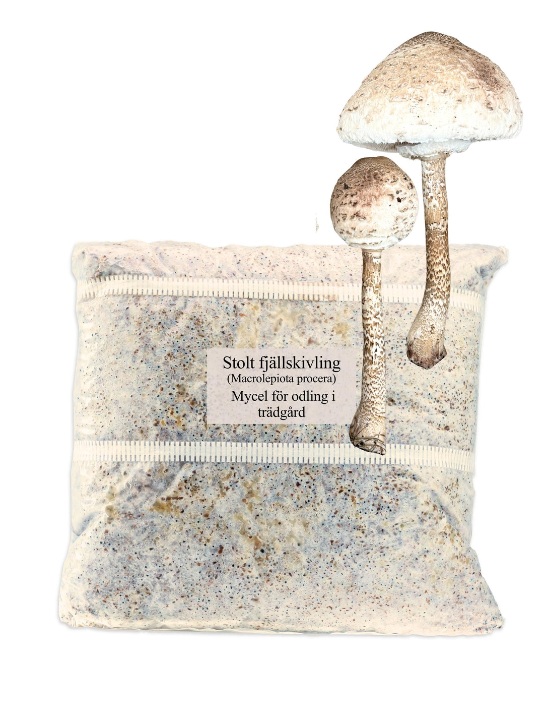 Stolt fjällskivling - Grain Spawn 1,5 kg (Macrolepiota procera) Grain Spawn Min butik