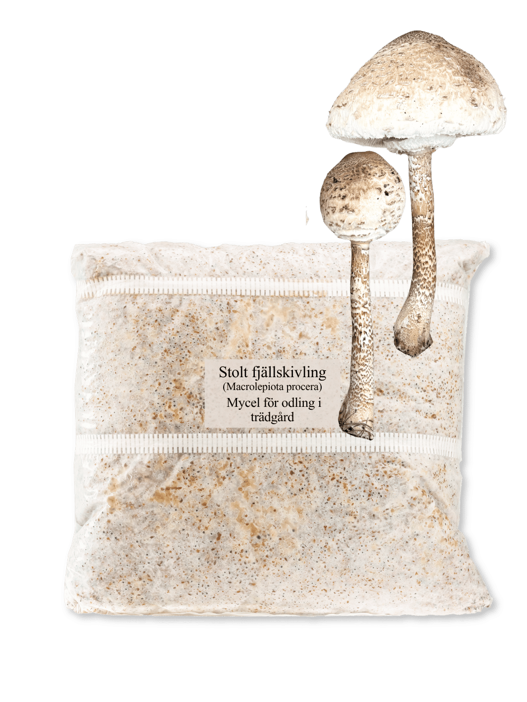 Stolt fjällskivling - Grain Spawn 1,5 kg (Macrolepiota procera) Grain Spawn Min butik