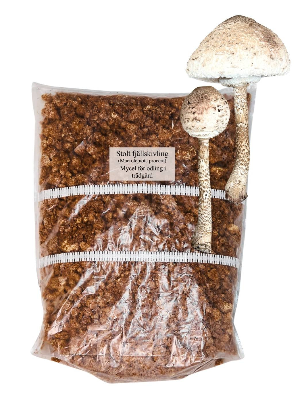 Stolt fjällskivling - Grain Spawn 1 kg (Macrolepiota procera) Grain Spawn Min butik