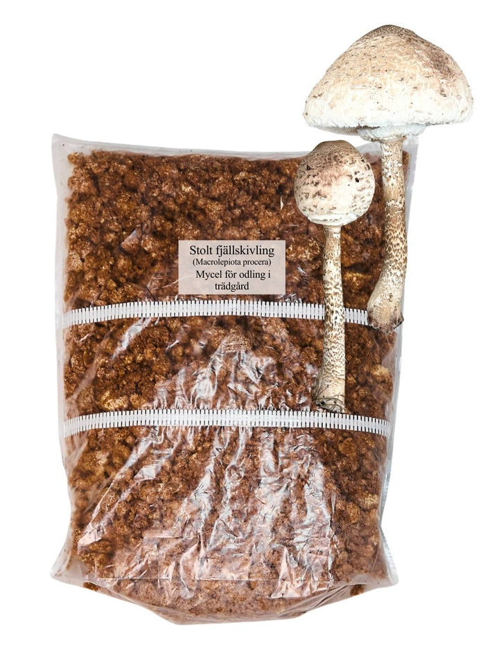 Stolt fjällskivling - Grain Spawn 1 kg (Macrolepiota procera) Grain Spawn Min butik