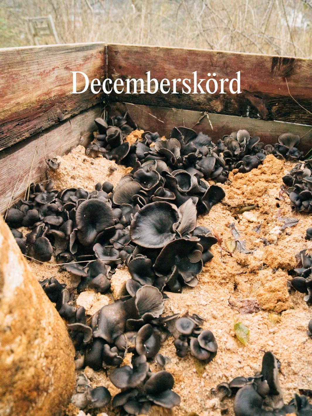 Ostronskivling - Snabbväxande mycel (Pleurotus ostreatus) Snabbväxande mycel Min butik