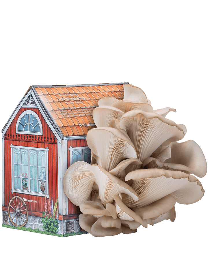 Svamphuset grå ostronskivling Svamphus Min butik Svamphuset grå ostronskivling  