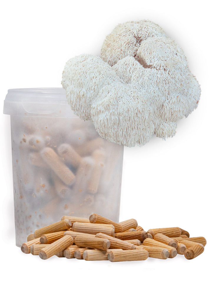 Igelkottstaggsvamp (Lions mane) - Mycelplugg (Hericium erinaceus) Mycelplugg Min butik   