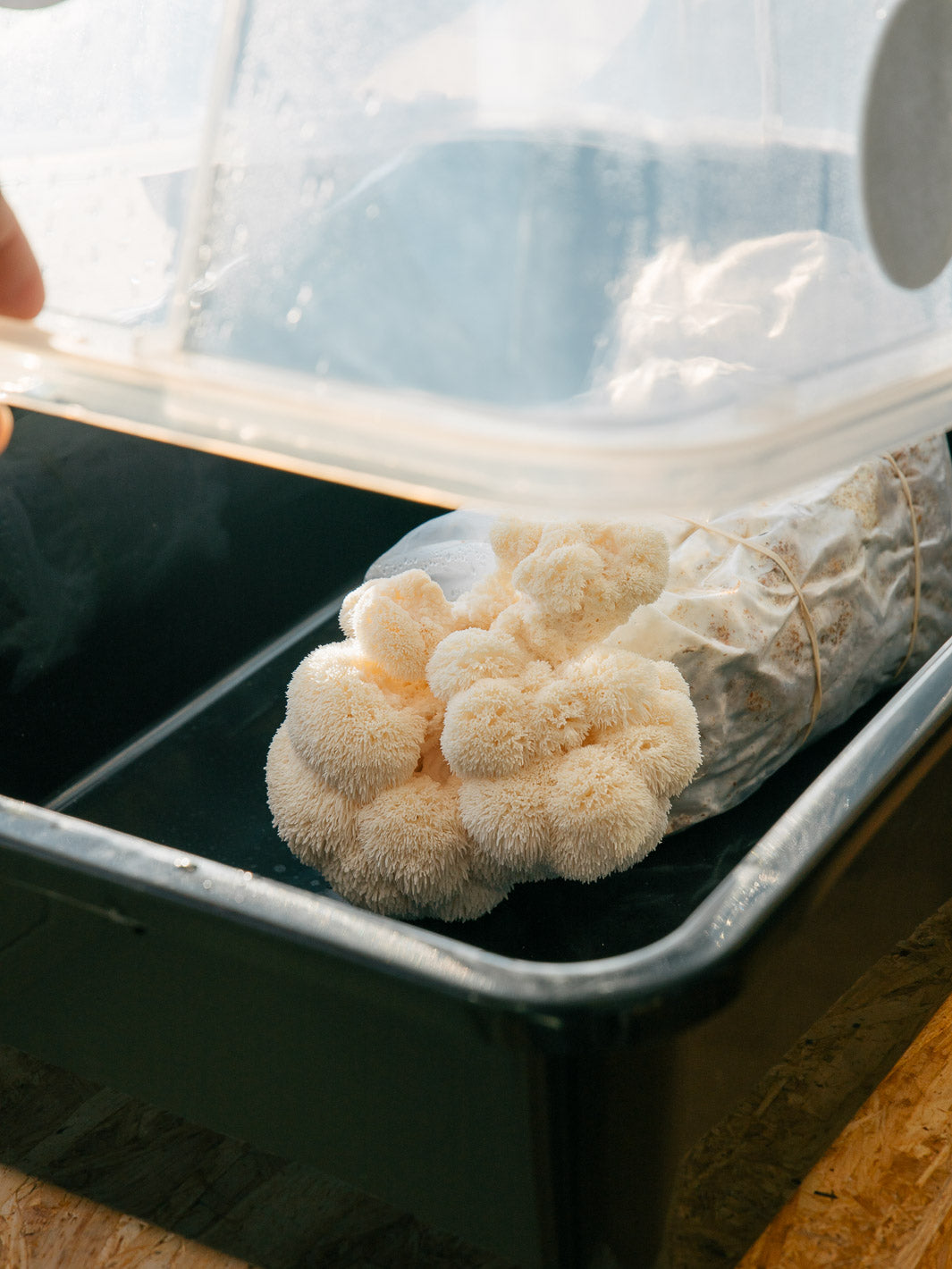 Monotub kit - Drivhuset XL Monotub Svamphuset