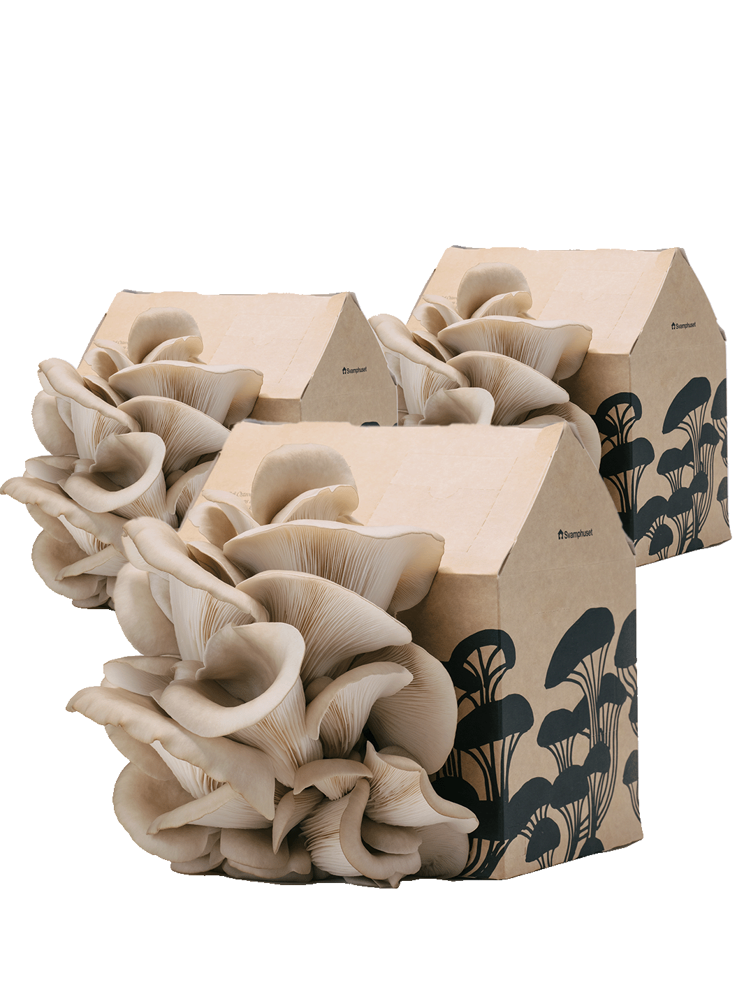 Svamphus-kit 3 x Grå ostronskivling 20% mängdrabatt Svamphus-kit Svamphuset