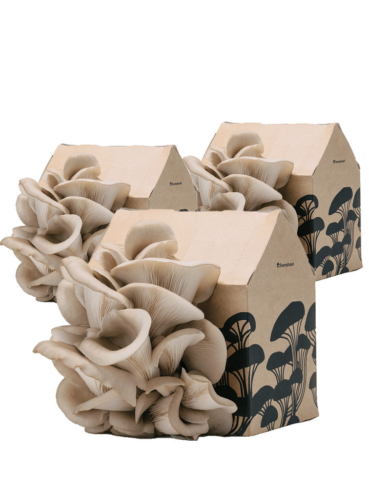 Svamphus-kit 3 x Grå ostronskivling 20% mängdrabatt Svamphus-kit Svamphuset
