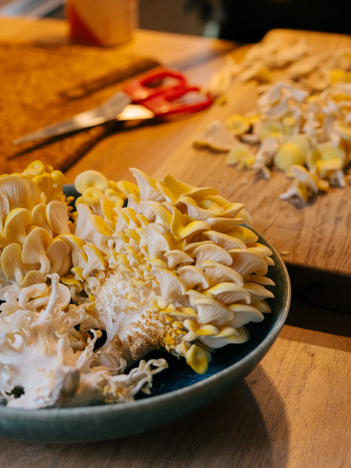 Svamphuset citronmussling odlas inomhus och smakar utsökt