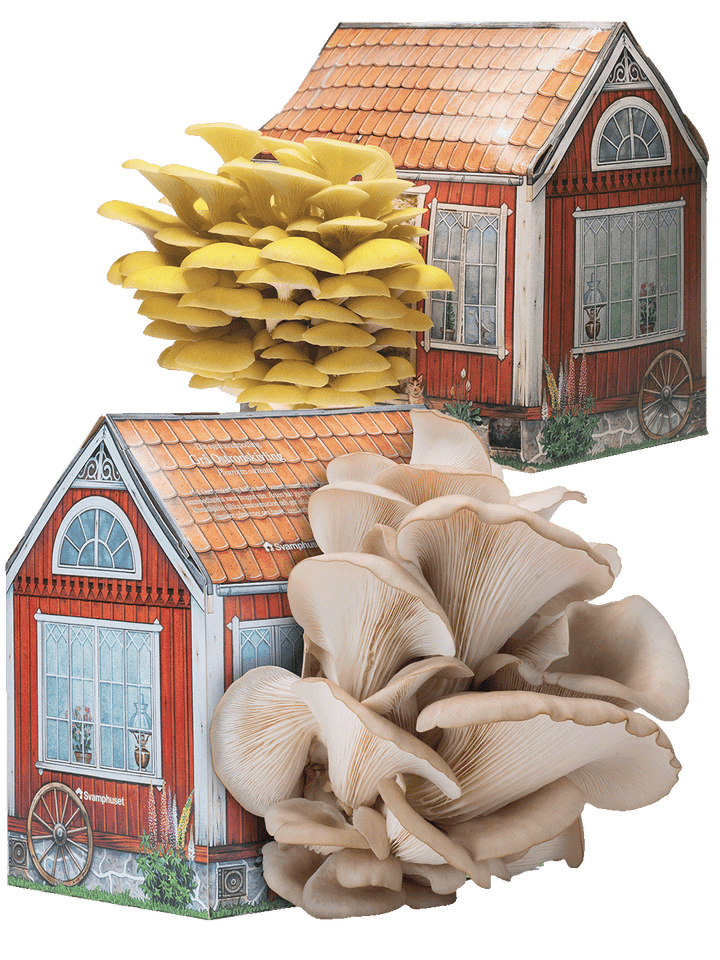 2 x Svamphus 10% Mängdrabatt Svamphus-kit Svamphuset Svamphus orginal  