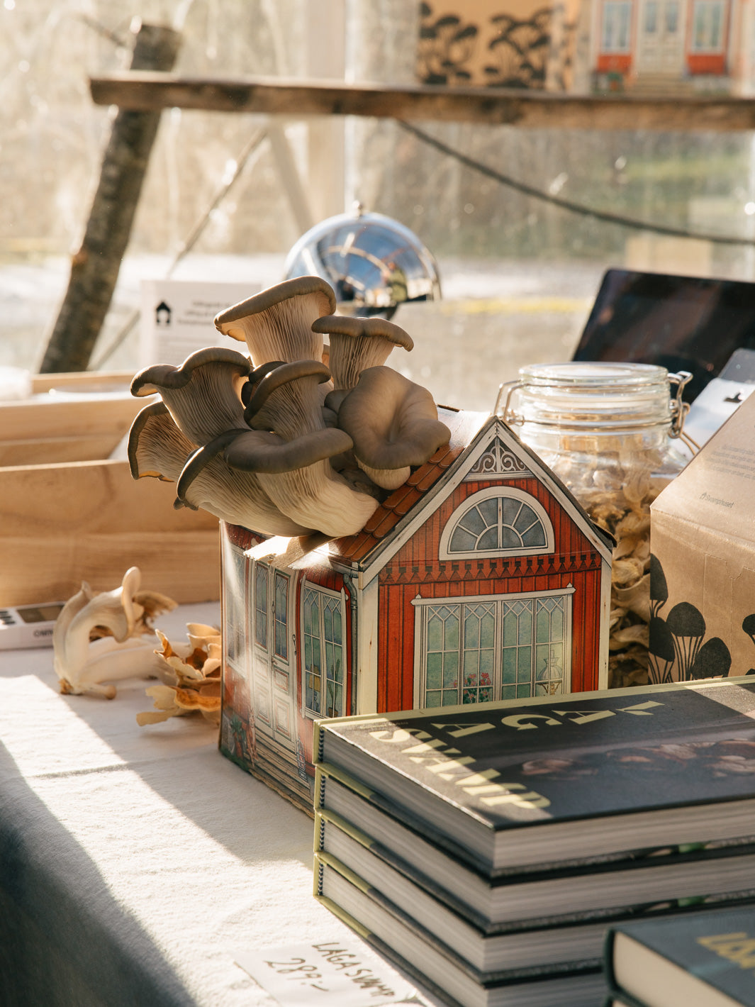 Svamphuset grå ostronskivling Svamphus Min butik   