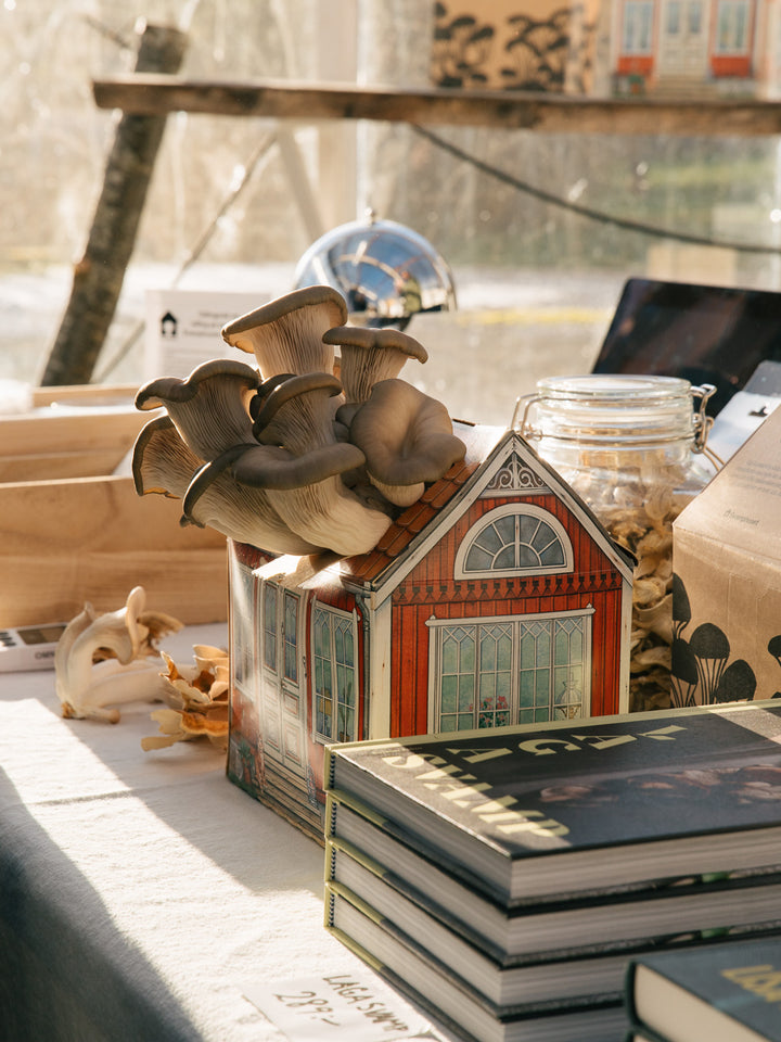 Svamphuset grå ostronskivling Svamphus Min butik   