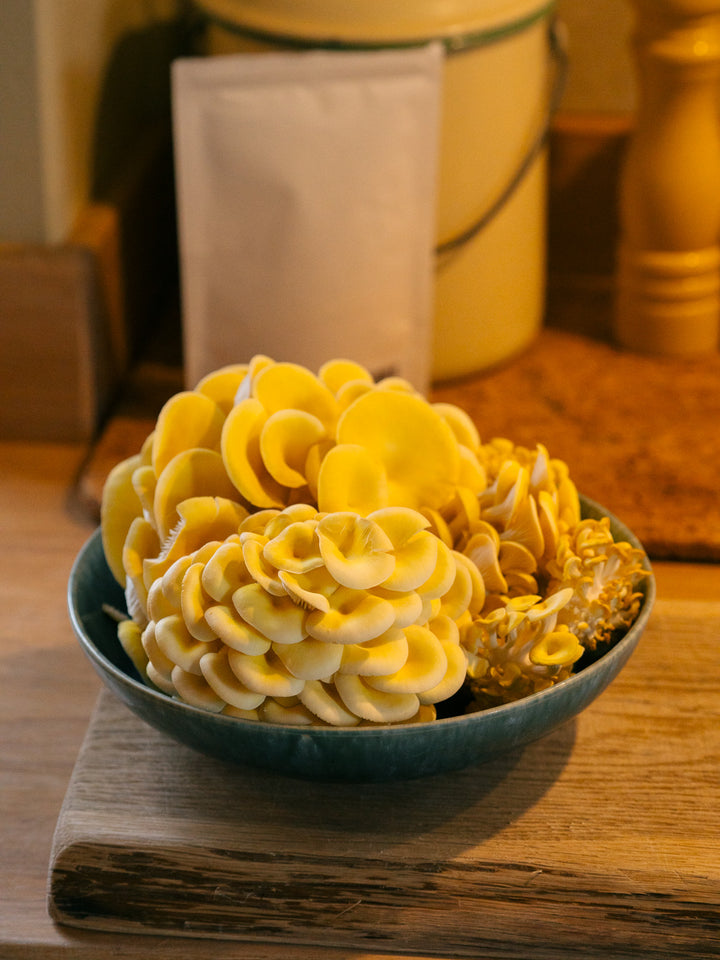 svamphuset gul ostronskivling i fina kluster