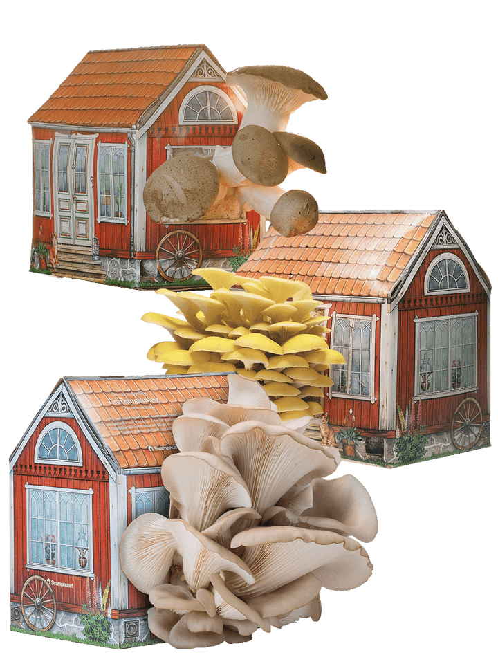 Svamphus-kit 25% mängdrabatt Svamphus-kit Svamphuset Svamphus-kit