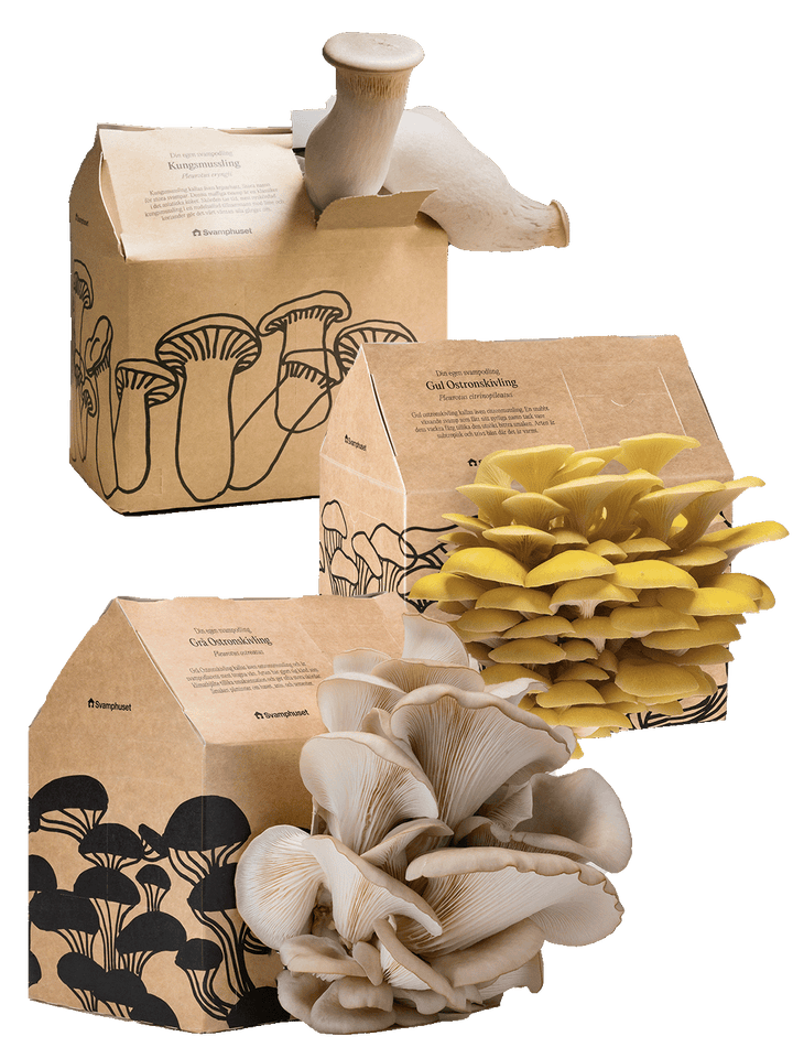 Svamphus-kit 25% mängdrabatt Svamphus-kit Svamphuset Svamphus-kit 2.0