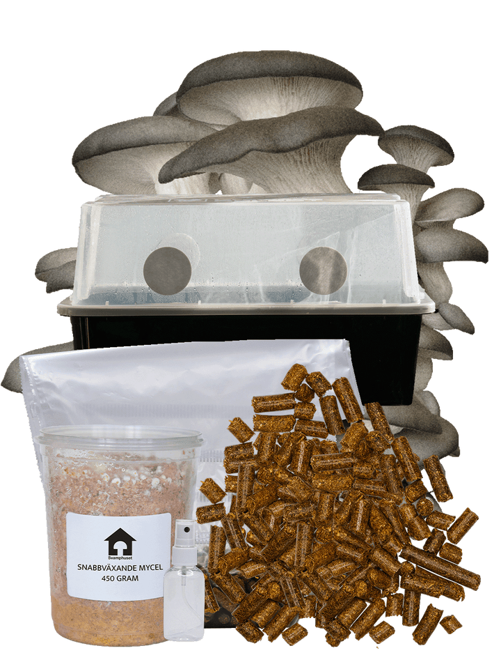 Inomhus-kit Grå ostronskivling + Monotub Drivhuset XL Färdiga kit inomhusodling Svamphuset