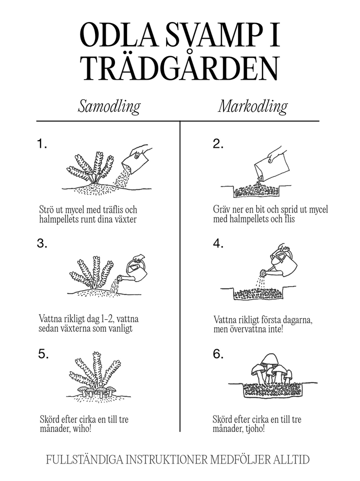 Steg för steg instruktioner hur du odlar svamp i din trädgård